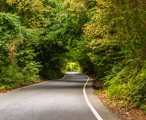 the asphalt road in the forest