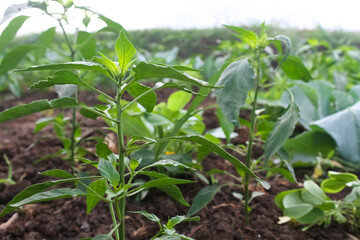 Photo of a young chili plant.