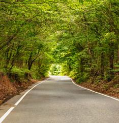 the asphalt road in the forest
