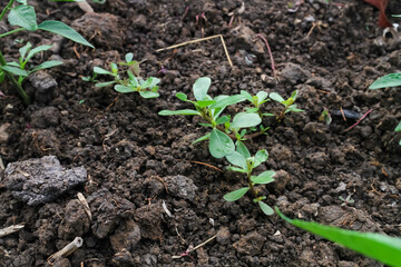Portulaca is a genus of plants from the family Portulacaceae.