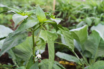 Photo of a flowering chili plant.