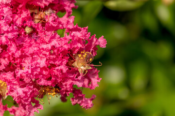 Center of Lagerstroemia indica (Binomial name) , the crape myrtle ,crepe myrtle, cr&ecirc;pe myrtle, or crepeflower