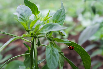 Small red beetles perch on the young shoots of chili plants.