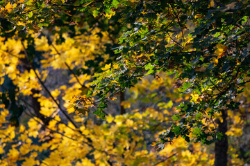 autumn leaves in the park