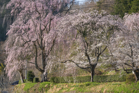 Ujinori's weeping cherry trees are in full bloom, standing on the site of the school grounds