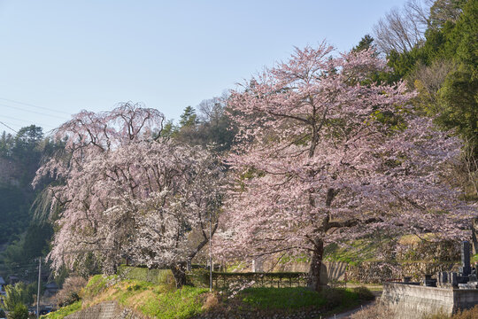 Ujinori's weeping cherry trees are in full bloom, standing on the site of the school grounds
