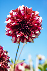 dahlias purple flower in garden 
