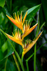 Obraz premium Golden Orange and Red Bird of Paradise Flower with Green Background in Hawaii.