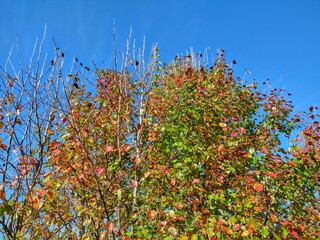 Fototapeta premium Cloudless Sky Over Colorful Autumn Foliage