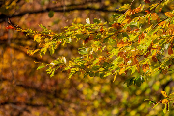 autumn leaves on the tree