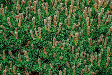 Green spruce needles texture wallpaper, green natural background