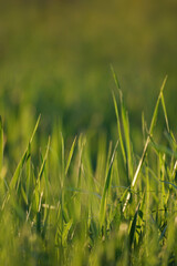 Green blades of grass Close-up on the blurred background