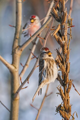 Two common redpolls perching on dry evening primrose stems on blurred background