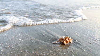 A sea shell on the beach