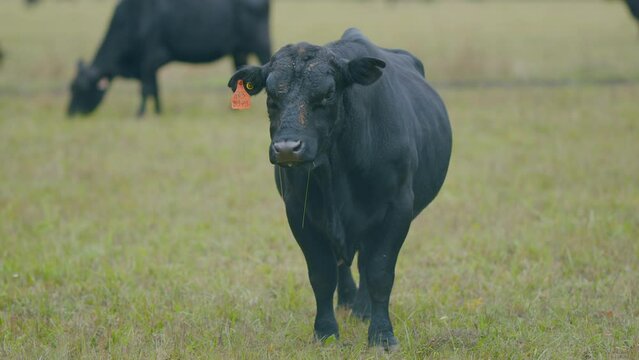 Adult black cow eating grass in a meadow. Cute black cow in pasture. Selective focus.