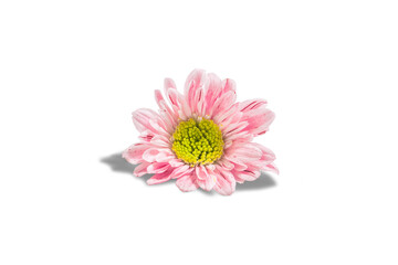 Flower with transparent background