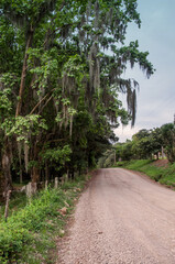 Ground road with trees, blue sky and clouds in the background