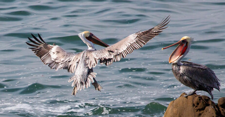 Male pelicans fighting off the coast of Cambria  on the central coast of California United States