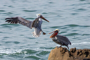 Pelicans fighting off the central coast of California United States