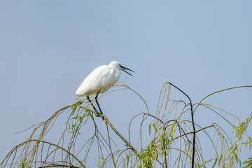 Close-up of a sitting little egret