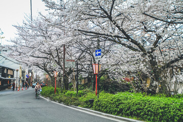 10 April 2012 Beautiful cherry blossoms along Takase river in Kyoto, Japan
