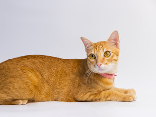 orange cat take picture in the studio in front of white background