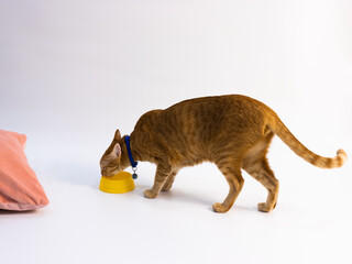 orange cate smelling the cat yellow cut on the white background with pick pillow