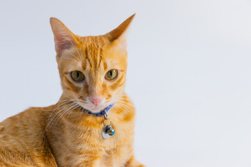 close up orange cat looking to the camera on the front white background