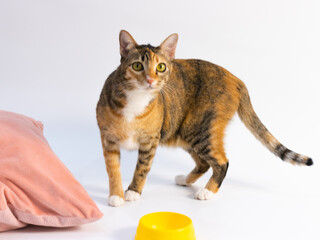 orange and gray cat look to the camera with the yellow bow in front of white background