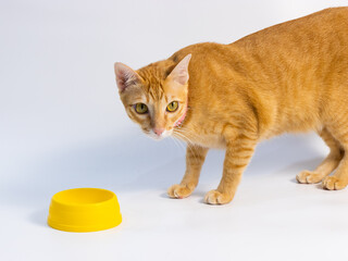 orange cat looking to the camera in front of white background