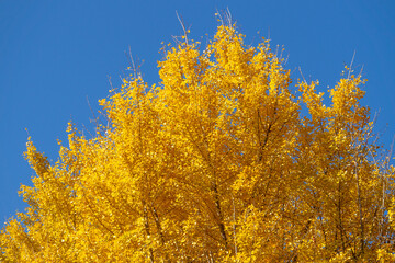 大きなイチョウの木の黄葉
