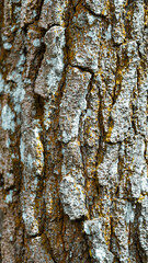 Obraz premium bark of a tree
