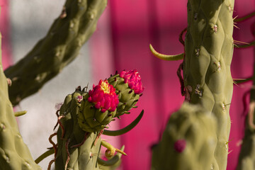 pink and yellow flower