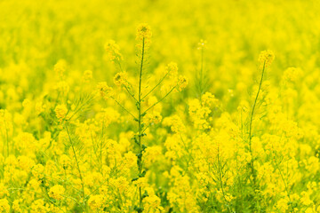菜の花　Brassica rapa