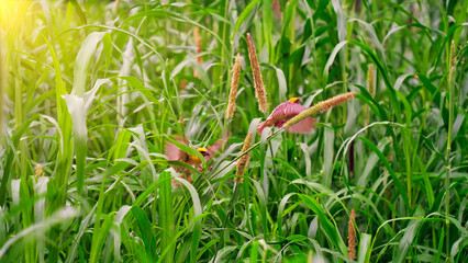Baya bird known as Ploceus philippinus sitting in green pearl millet corn field. Baya is a weaverbird found across the Indian Subcontinent and Southeast Asia. bright warm sunrays