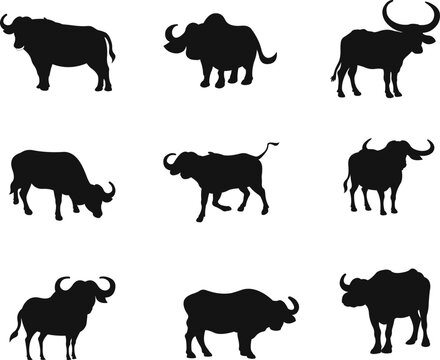 Set of Buffalo isolated vector Silhouettes 