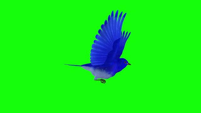 Blue Bird - Flying Loop - Side View Closeup - 3D Animation with Green Screen