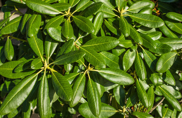 Green leaves background. Great laurel, abstract green leaf texture, tropical leaf foliage nature...
