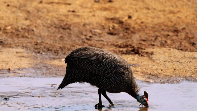 Helmeted guineafowl, or Numida meleagris, in Kruger National Park, South Africa