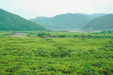奄美大島のマングローブ林