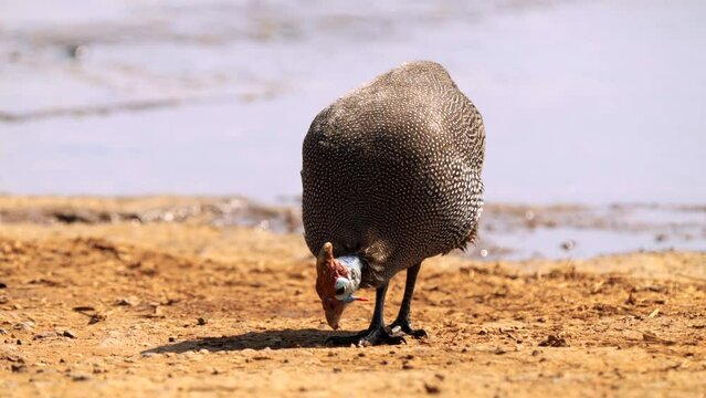 Helmeted guineafowl, Numida meleagris, in Kruger National Park, South Africa