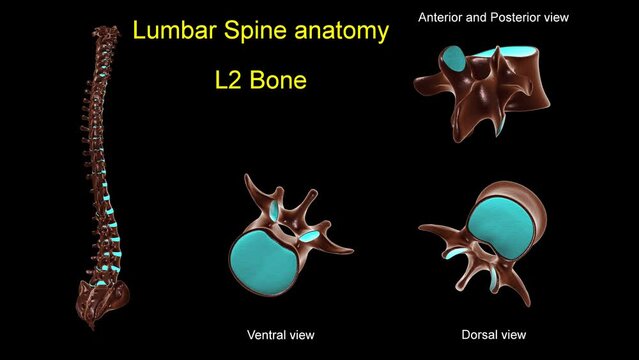Lumbar spine L 2 bone anatomy for medical concept 3D animation
