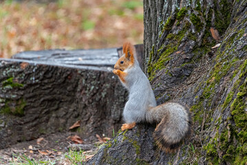 Fluffy squirrel in winter coloration on a stump in an autumn park.
