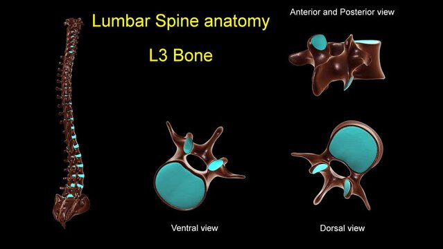 Lumbar spine L 3 bone anatomy for medical concept 3D animation