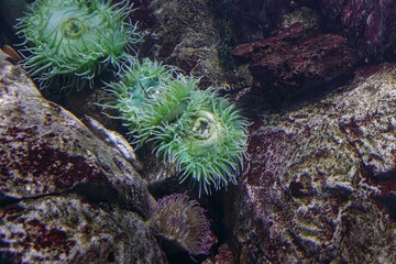 Salt water aquarium anemone