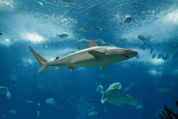 Aquarium shark passing by