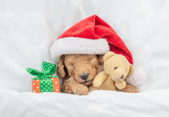 Tiny Toy Poodle puppy wearing red santa hat sleeps with gift box and toy bear under white blanket at home. Top down view
