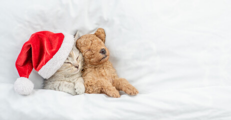 Cute tiny Toy Poodle puppy wearing red santa hat hugs tabby kitten under white warm blanket on a...