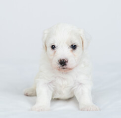 Tiny Bichon Frise puppy sits on a bed at home