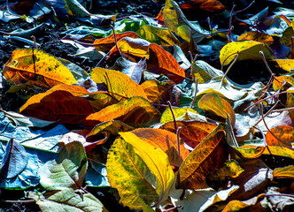 picturesque bright multicolored autumn leaves on the ground